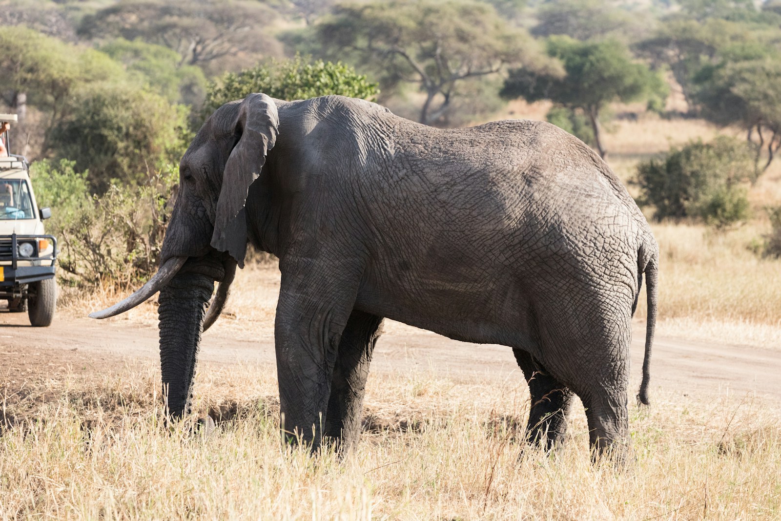 Premium Tanzania Safari
