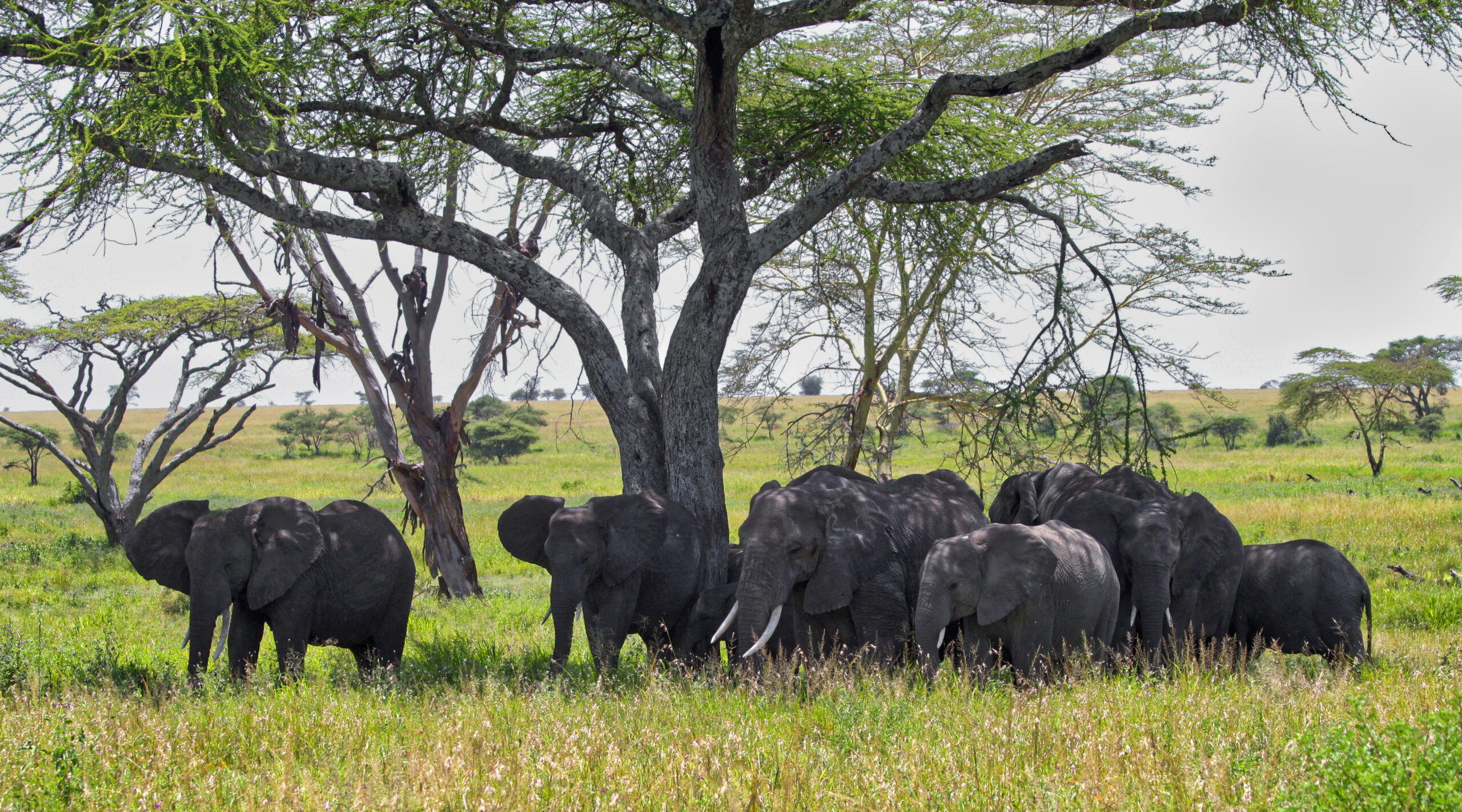 Tarangire Tanzania Safari Cost