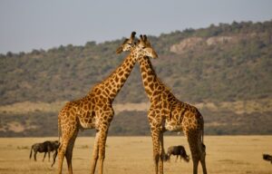 Tanzania safari tour Southern Circuit company