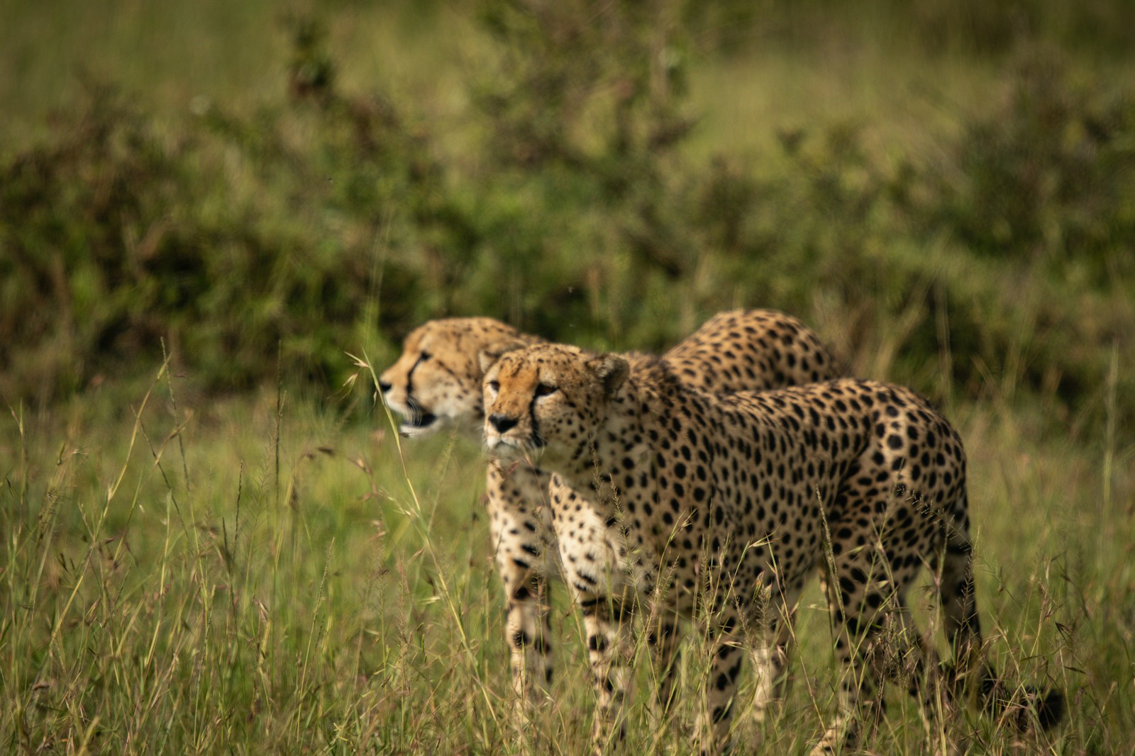 affordable Tanzania wildlife safari travel guide
