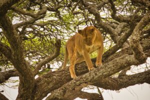 Lake Manyara safari Tarangire holiday