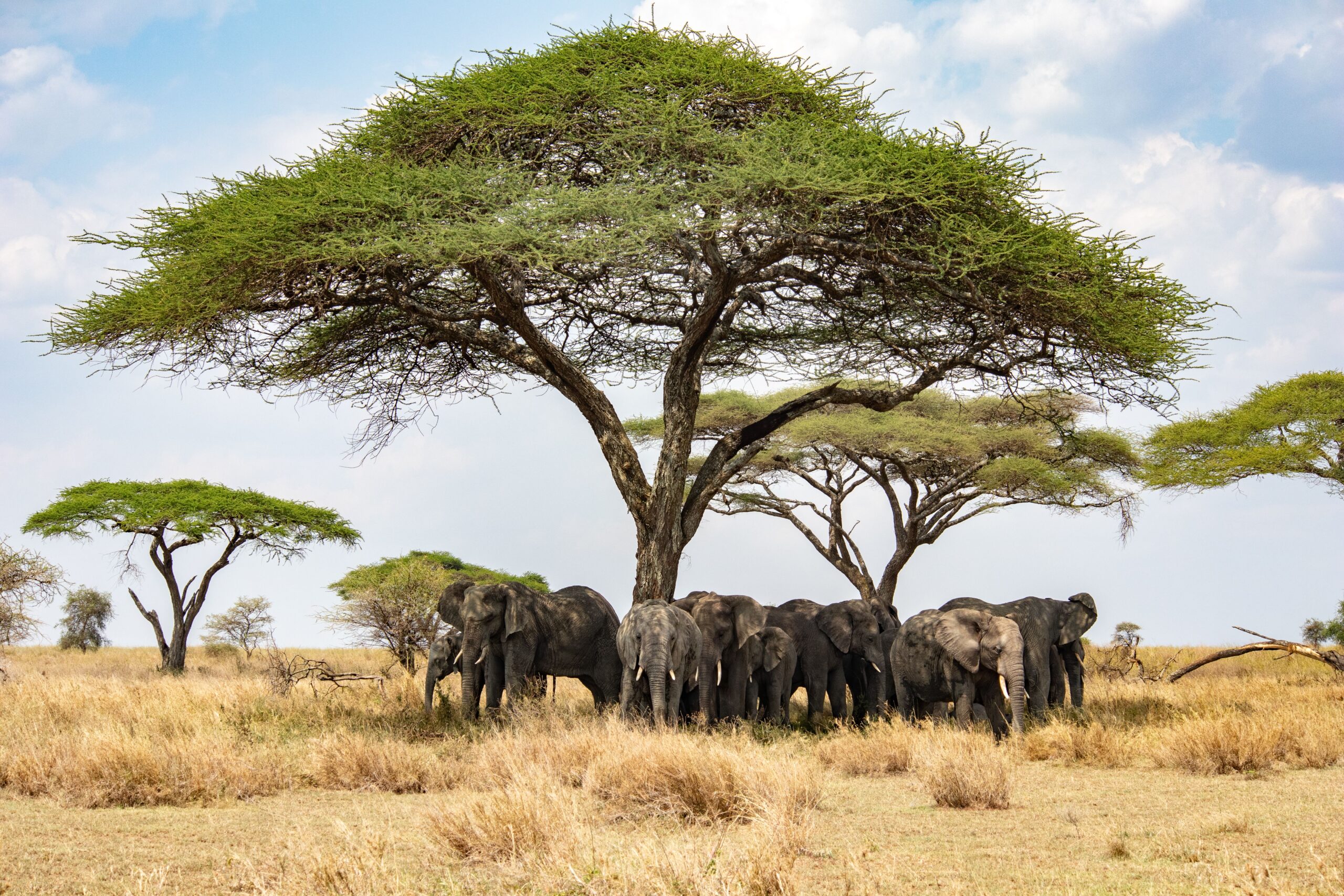 Budget Tarangire Safari Trip