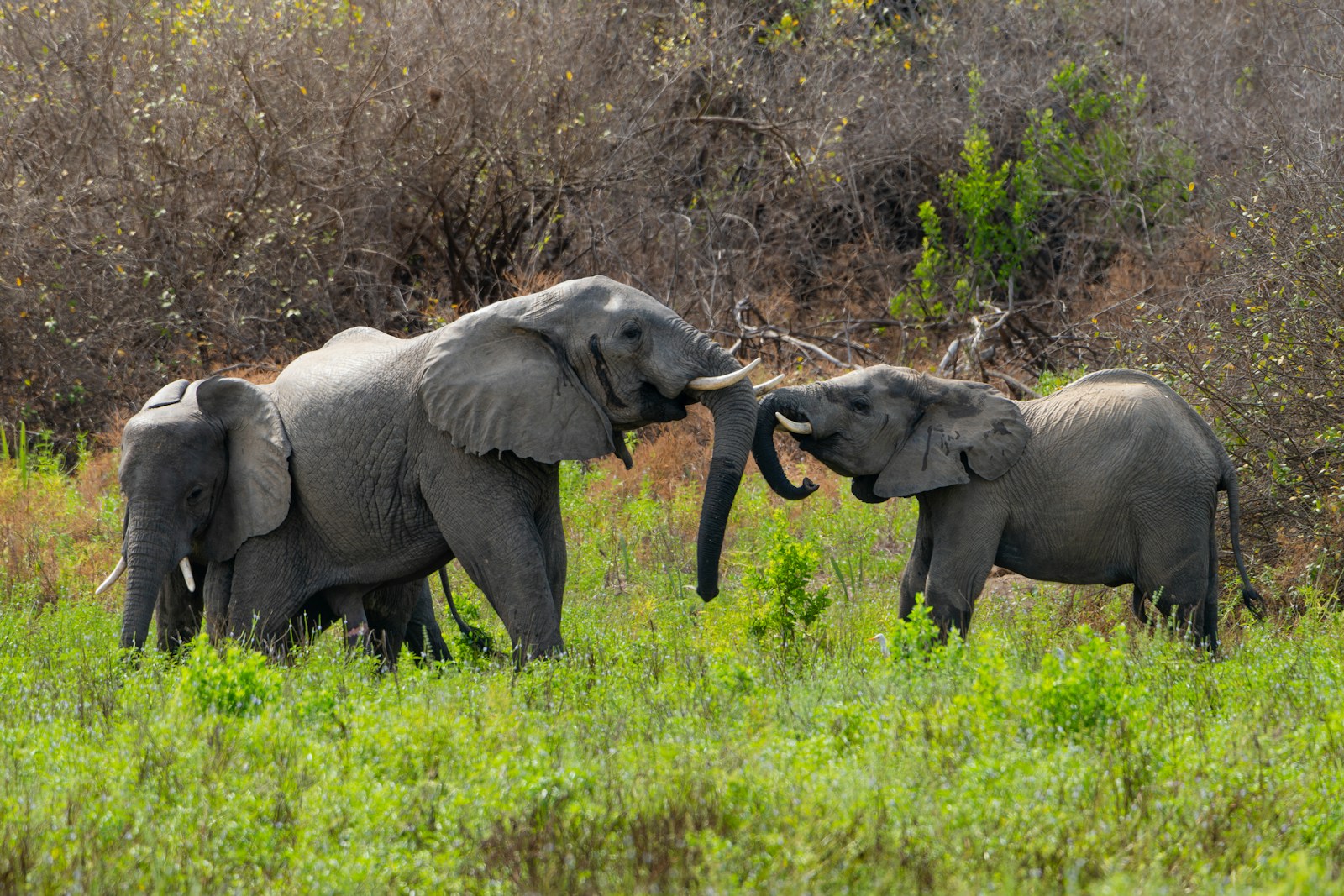 Luxury Nyerere National Park Safari Itinerary