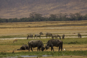 Top Lake Manyara Safari Company