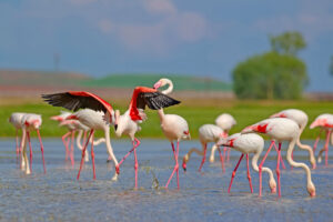 Budget Lake Manyara Safari Deal