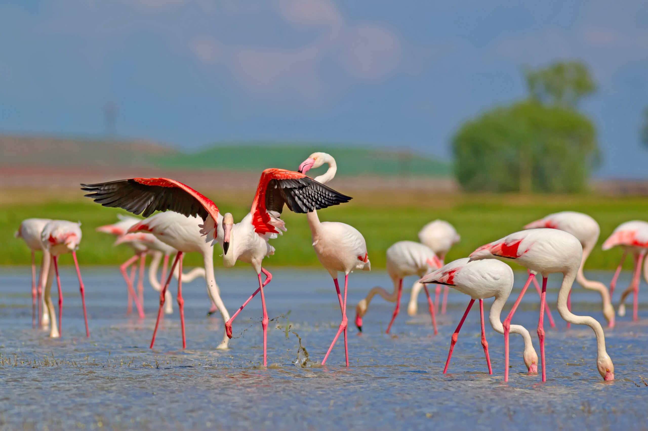 Budget Lake Manyara Safari Deal