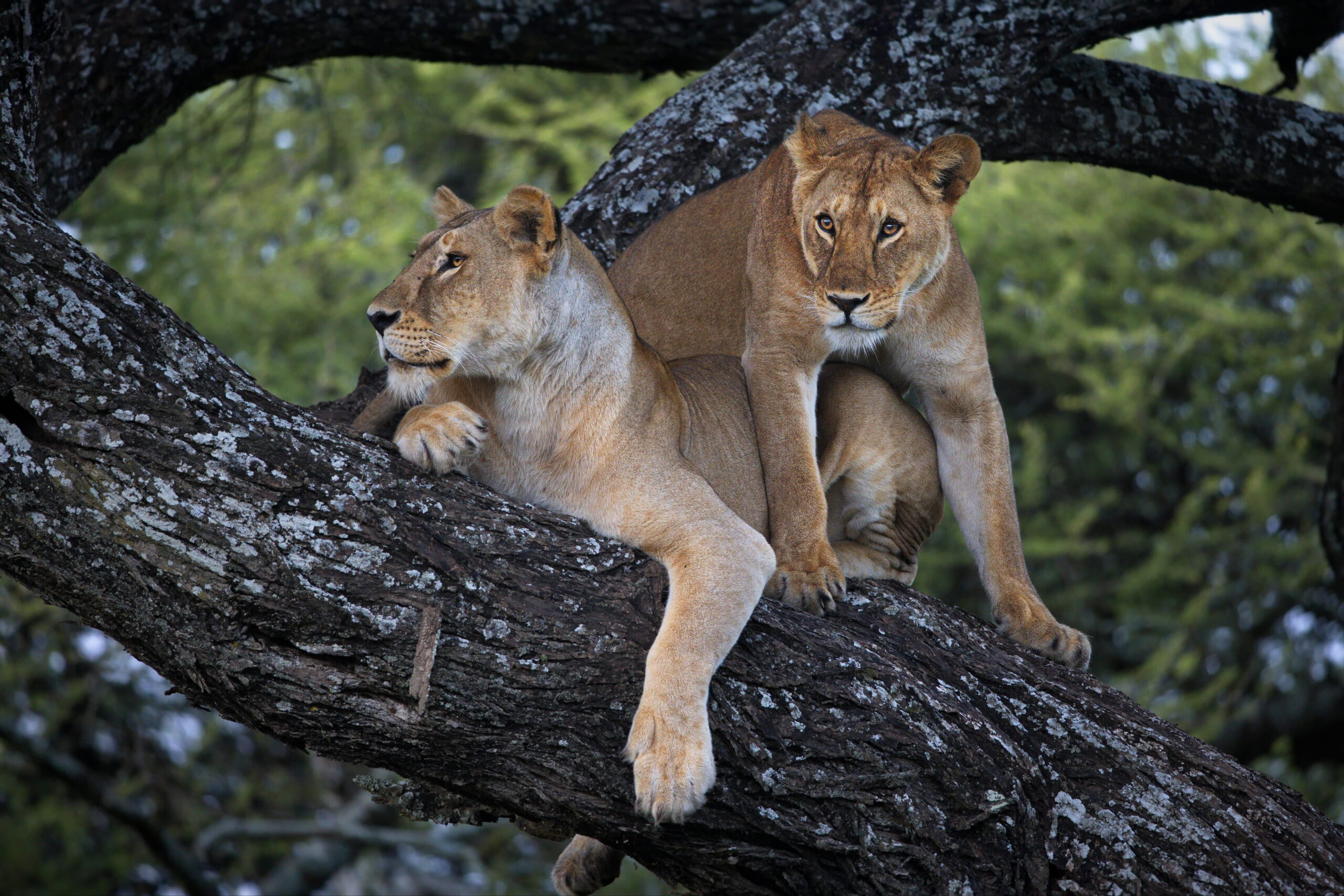All Inclusive Lake Manyara Safari Planning