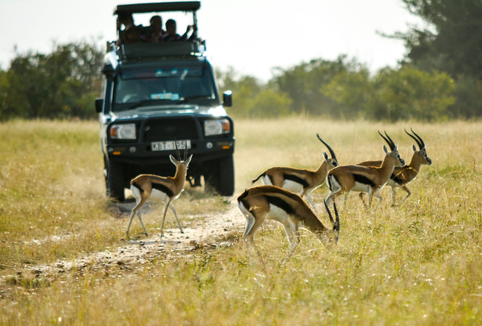 Luxury Ruaha Safari Travel Guide
