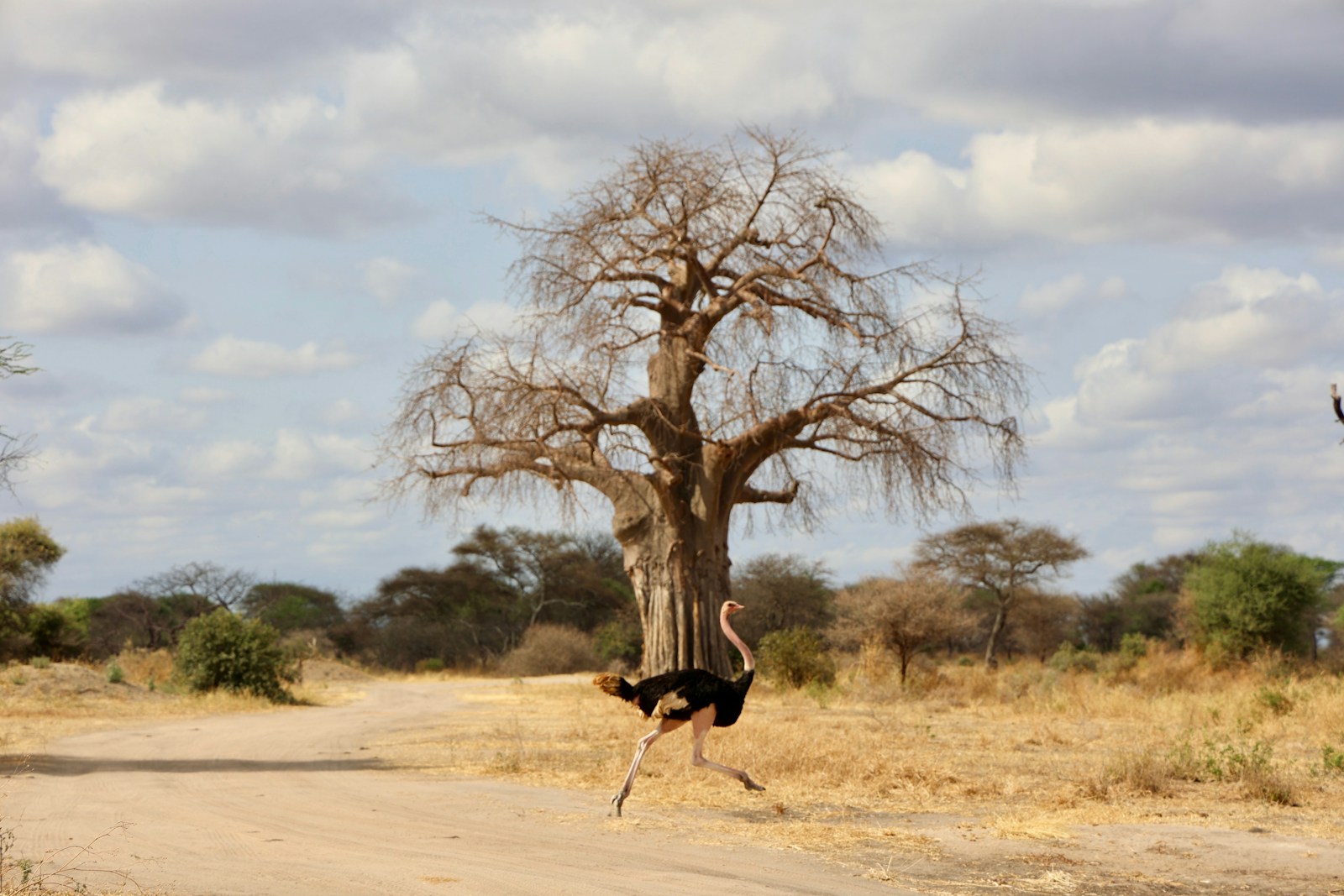 Fly In Tarangire Safari Experience
