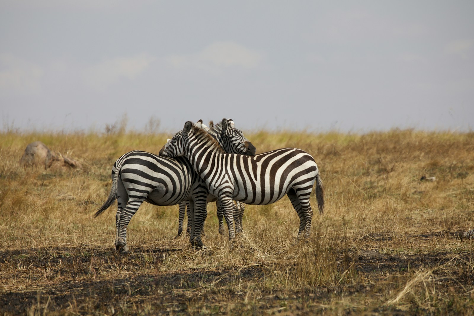 Tanzania wildlife safari Tanzania adventure