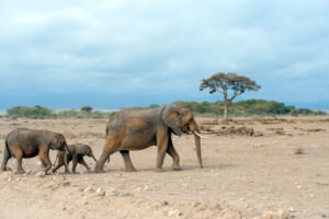 Cheap Tarangire Safari Experience