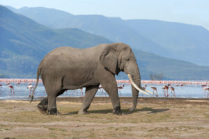 Tanzania Safari Cost Lake Manyara Deal