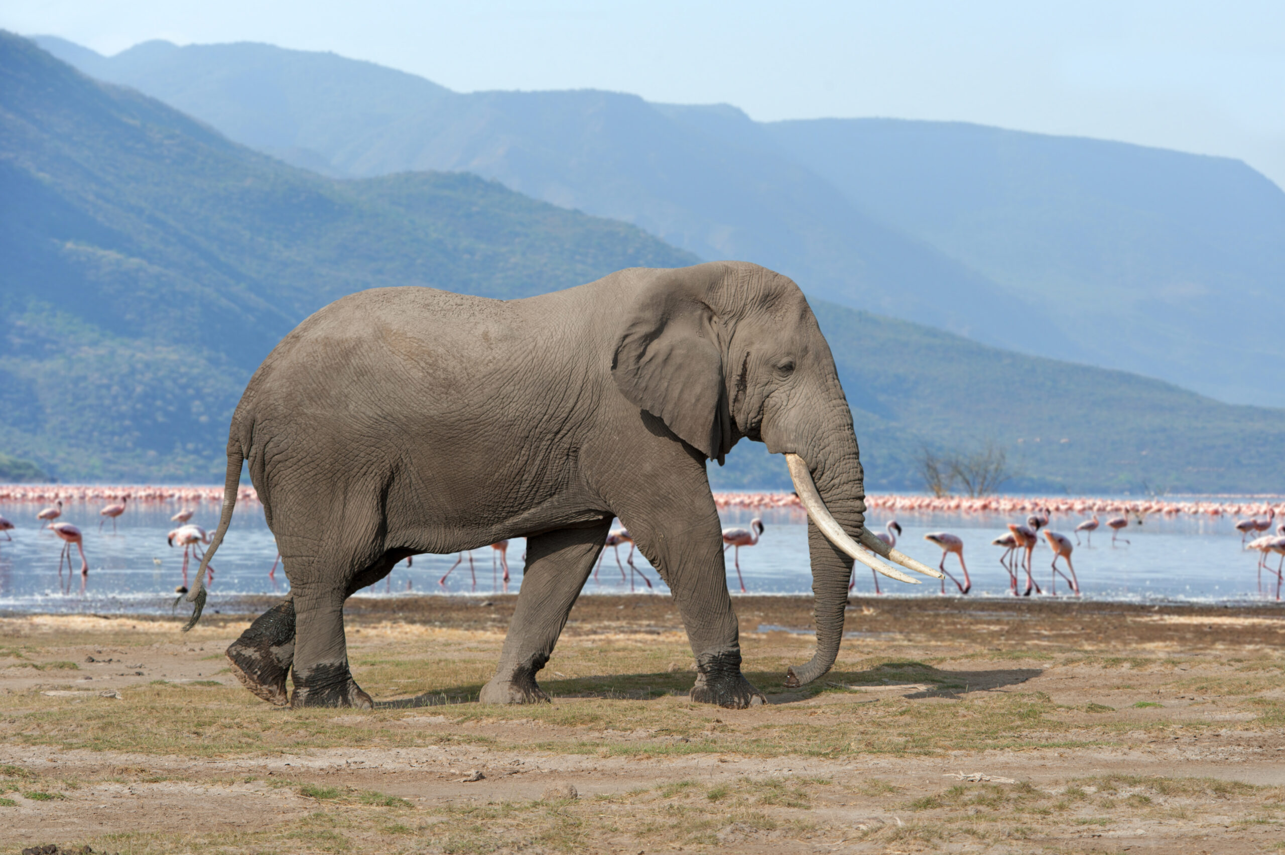 Tanzania Safari Cost Lake Manyara Deal