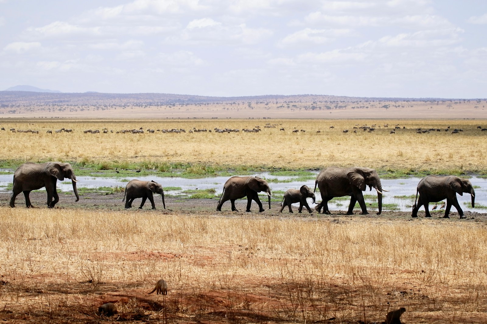 Cheap Tanzania Safari Tour Packages