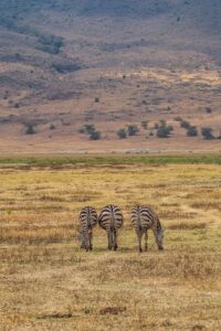 Affordable Ngorongoro Crater Safari Packages