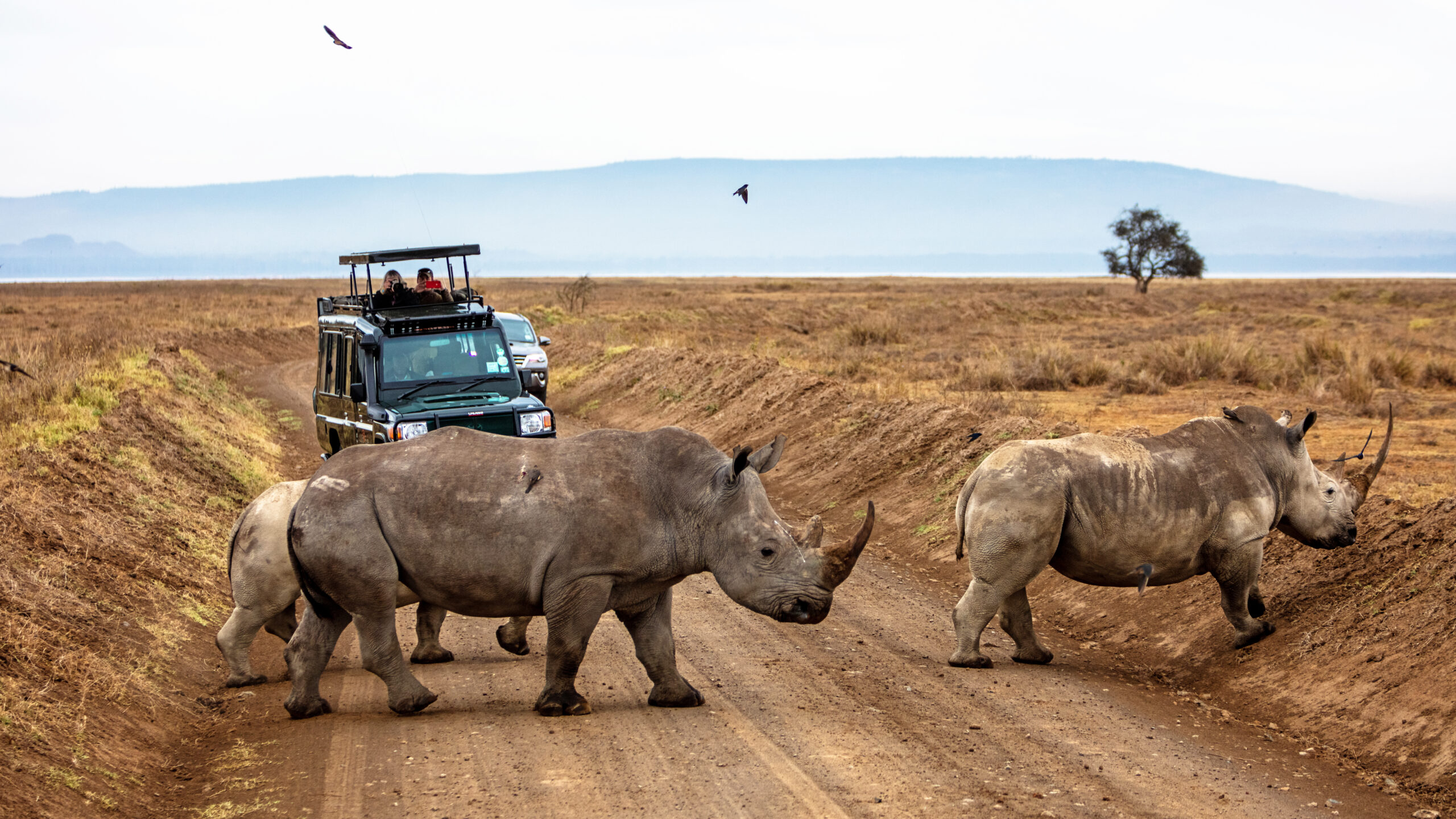 Cheap Ngorongoro Crater Safari Experience