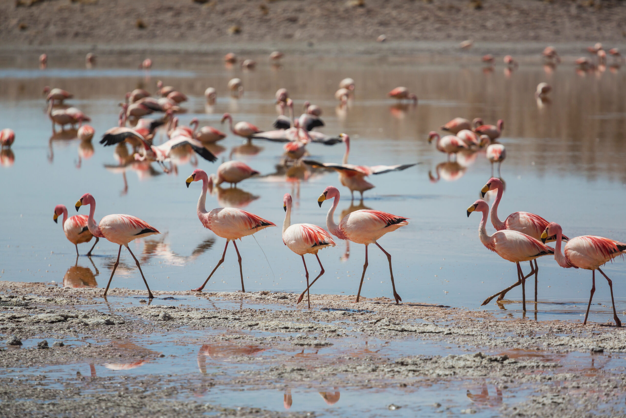 Budget Lake Manyara Safari Planning