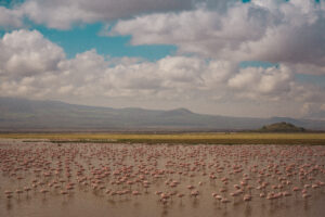 Tanzania Safari Tour Lake Manyara Trip
