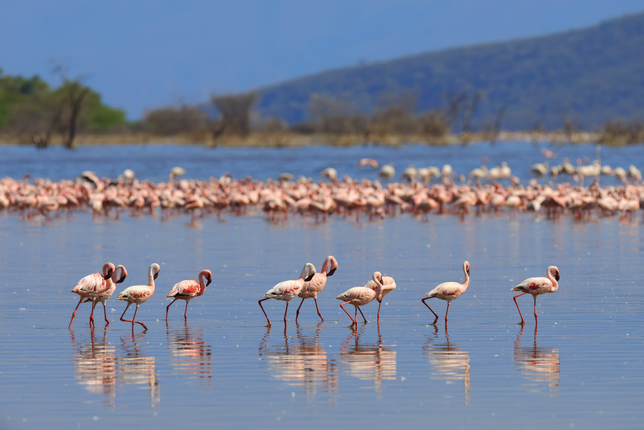 Lake Manyara Safari Lake Manyara