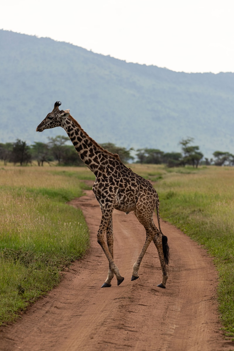 Tanzania safari package Tanzania trip
