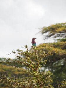 Tanzania safari tour Nyerere planning