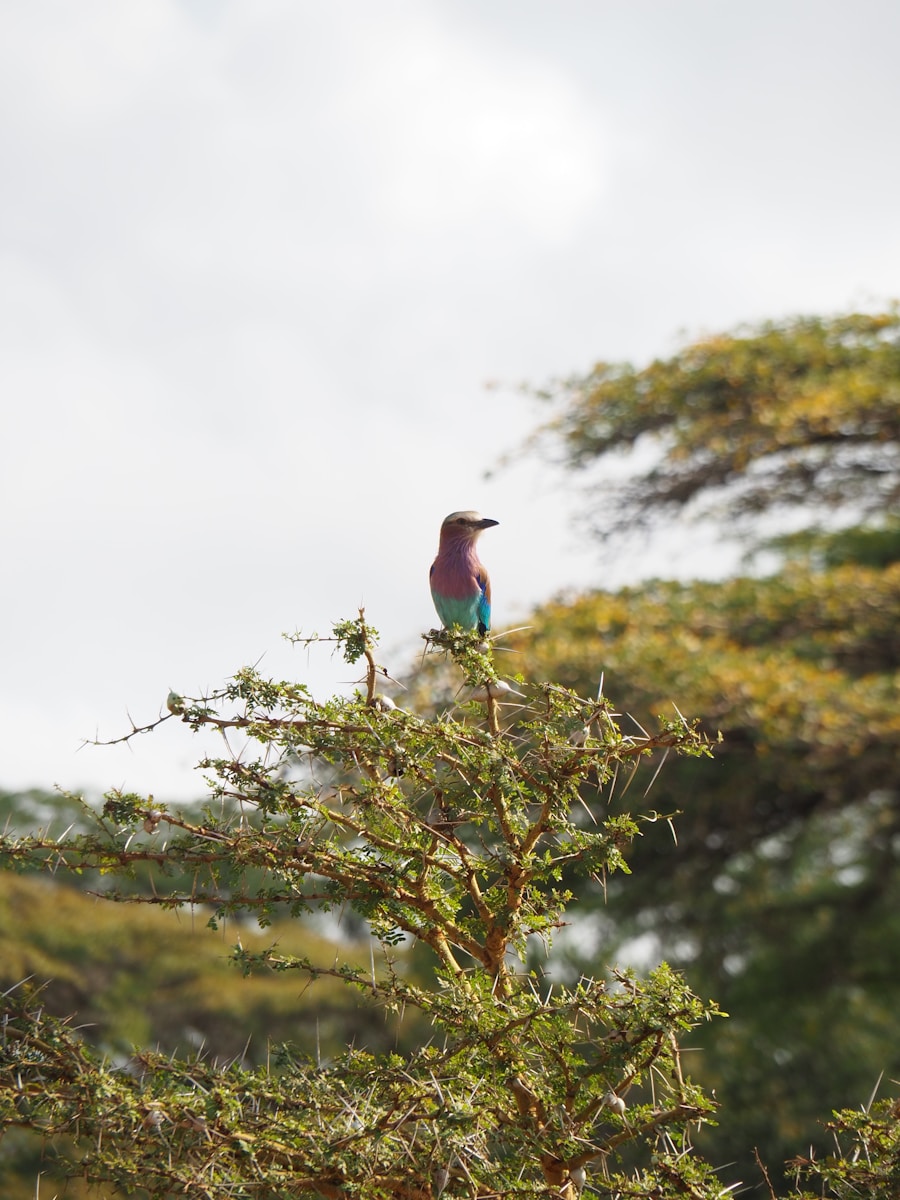 Tanzania safari tour Nyerere planning