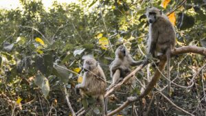 Lake Manyara safari Zanzibar packages