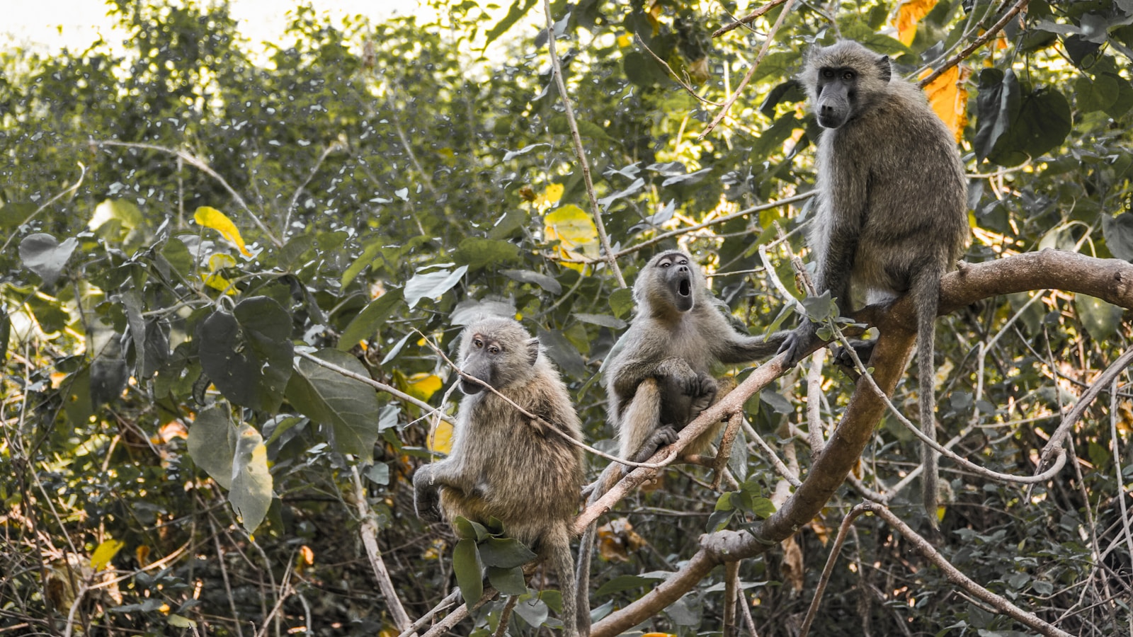 Lake Manyara safari Zanzibar packages