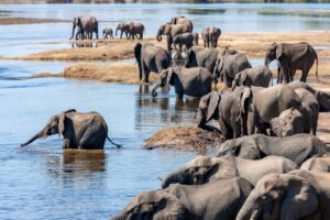 Group Ruaha Safari Travel Guide