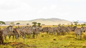 budget Tanzania wildlife safari