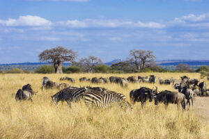 Private Tarangire Safari Planning