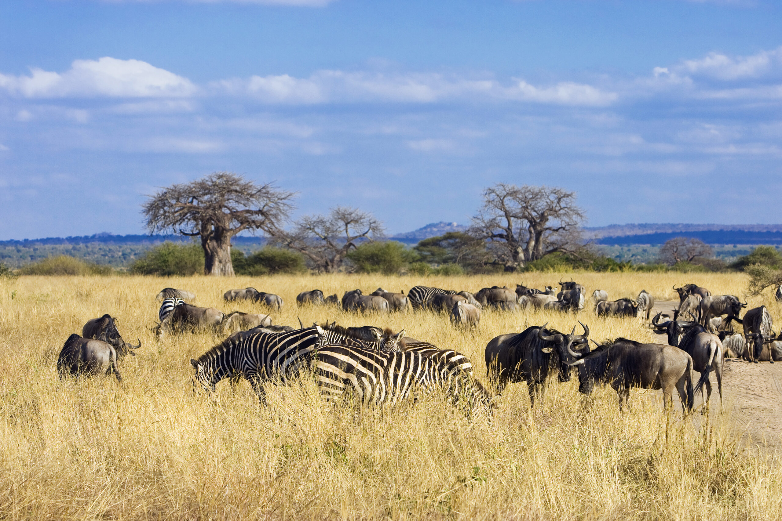 Private Tarangire Safari Planning