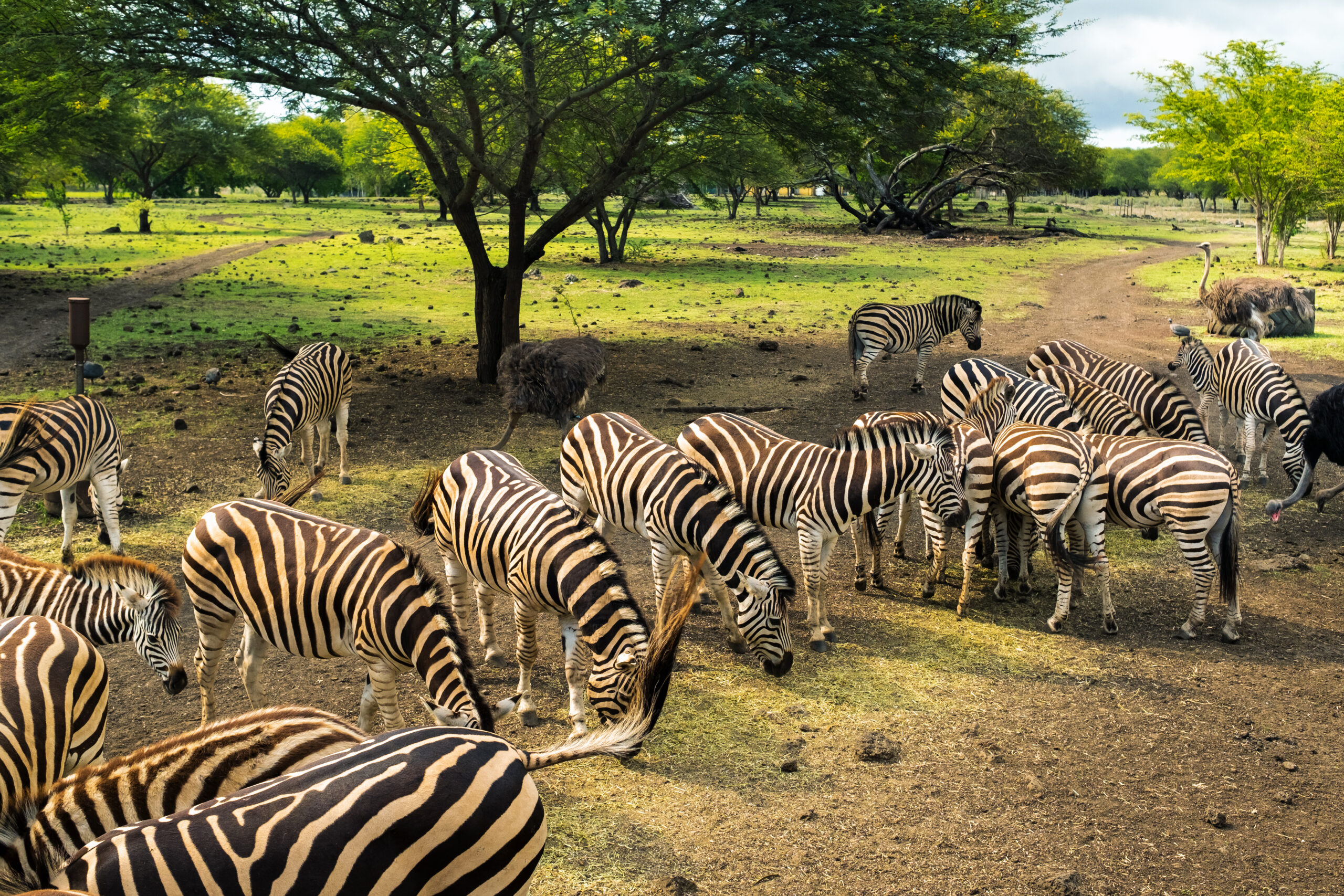 cheap Ruaha safari cost