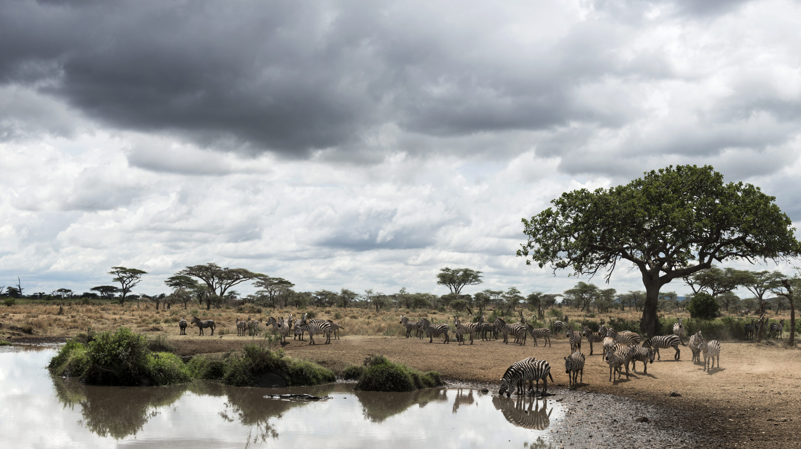 Group Tarangire Safari