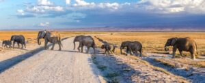 Budget Ruaha safari holiday