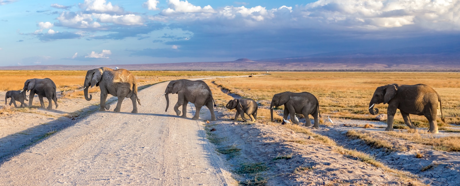 Budget Ruaha safari holiday