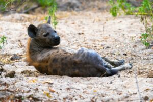 Nyerere National Park Safari Nyerere Holiday