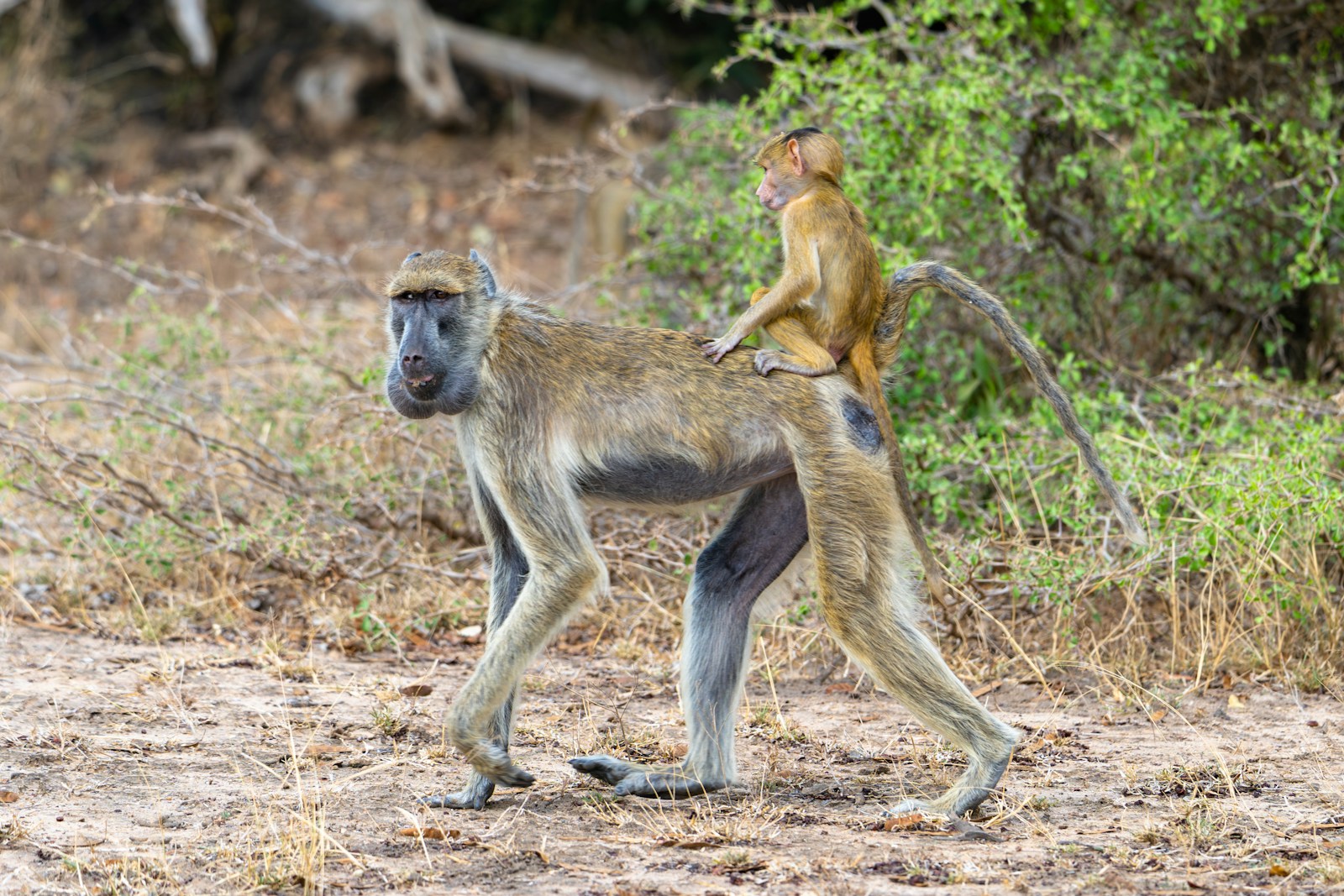 Nyerere National Park safari Arusha tours