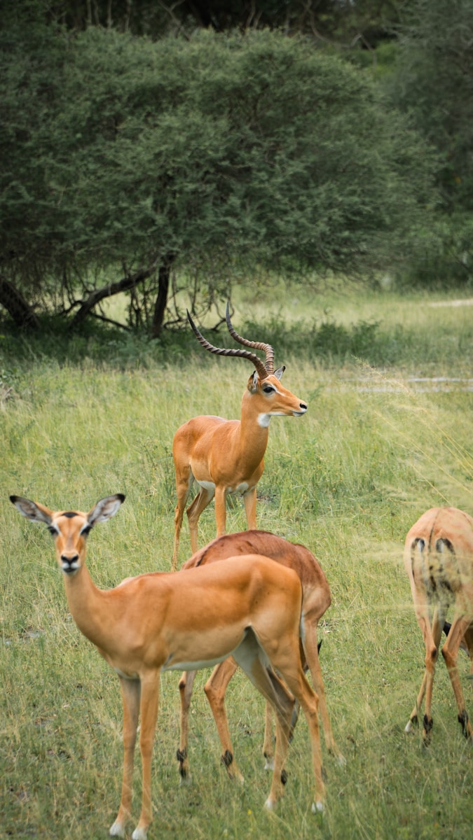 Tanzania wildlife safari Arusha price