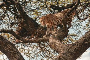affordable Tanzania wildlife safari cost