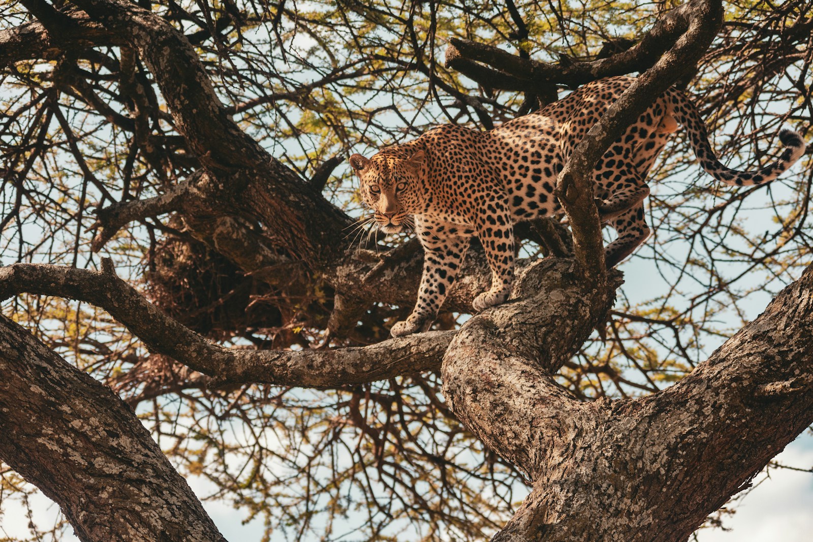affordable Tanzania wildlife safari cost