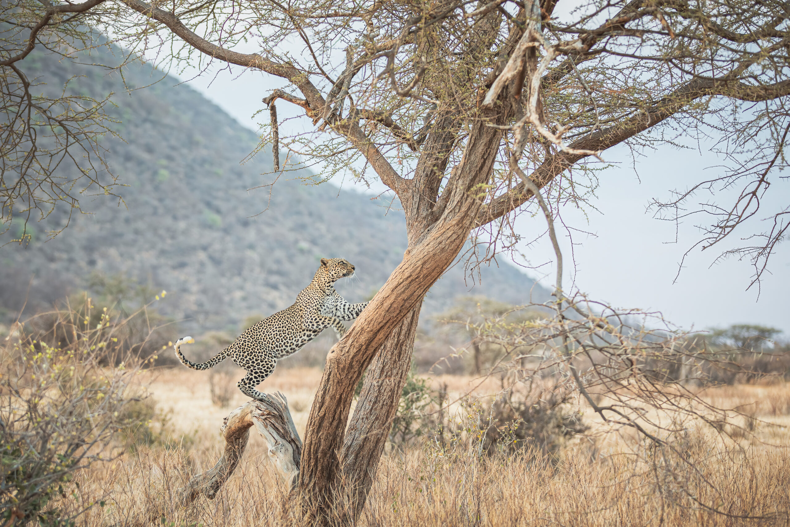 Budget Lake Manyara Safari Travel Guide