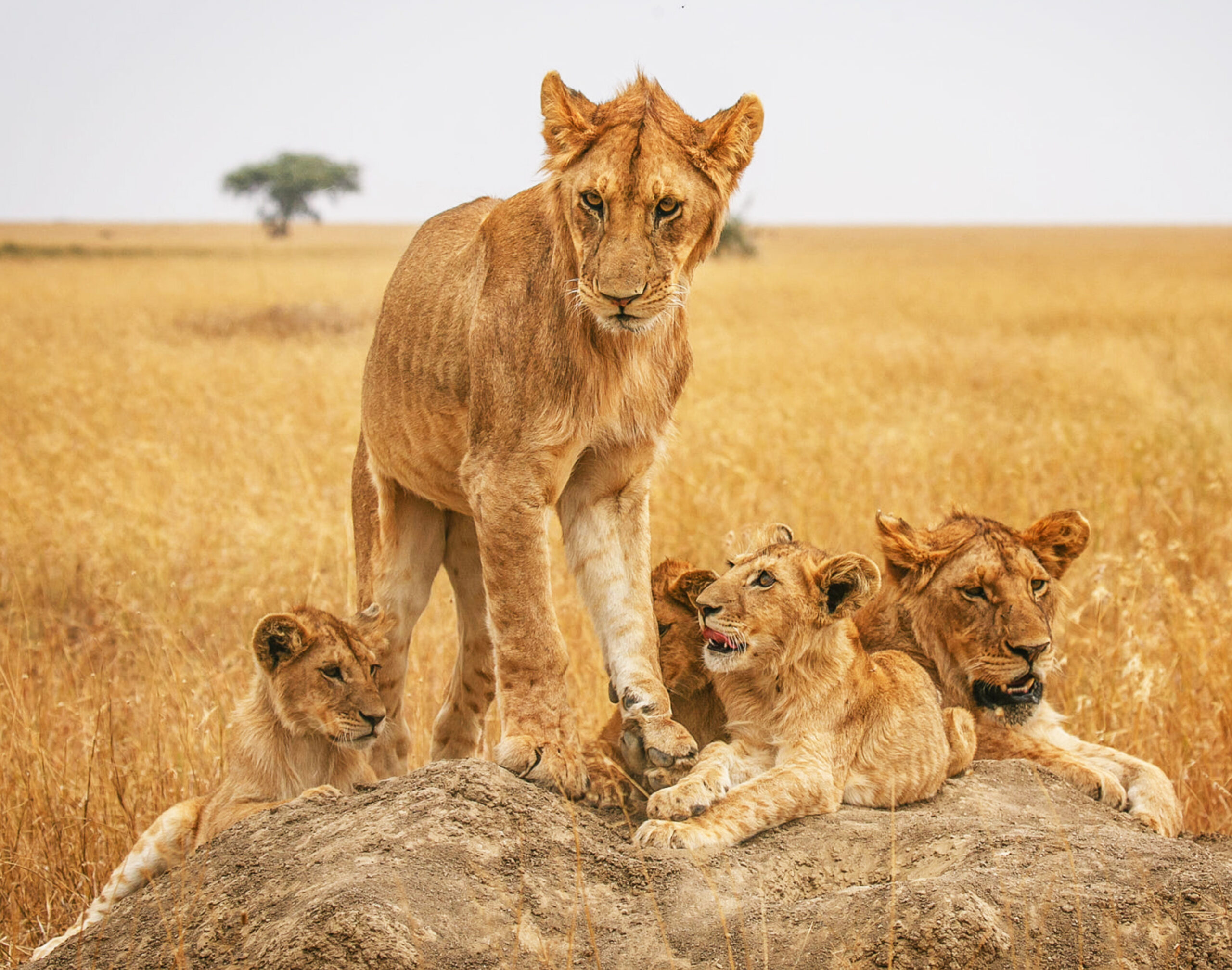 Premium Serengeti Safari Adventure