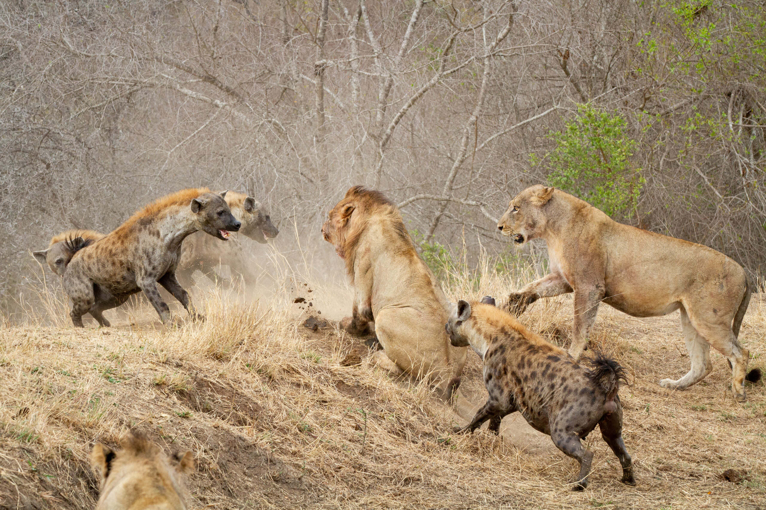 Best Ruaha Safari