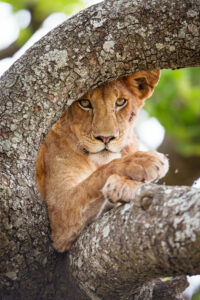 Premium Lake Manyara Safari Cost