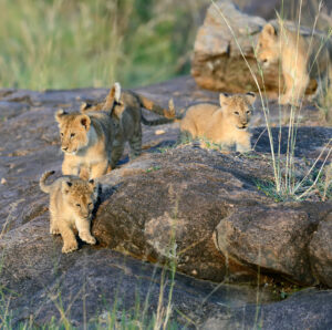 Top Ruaha Safari Company