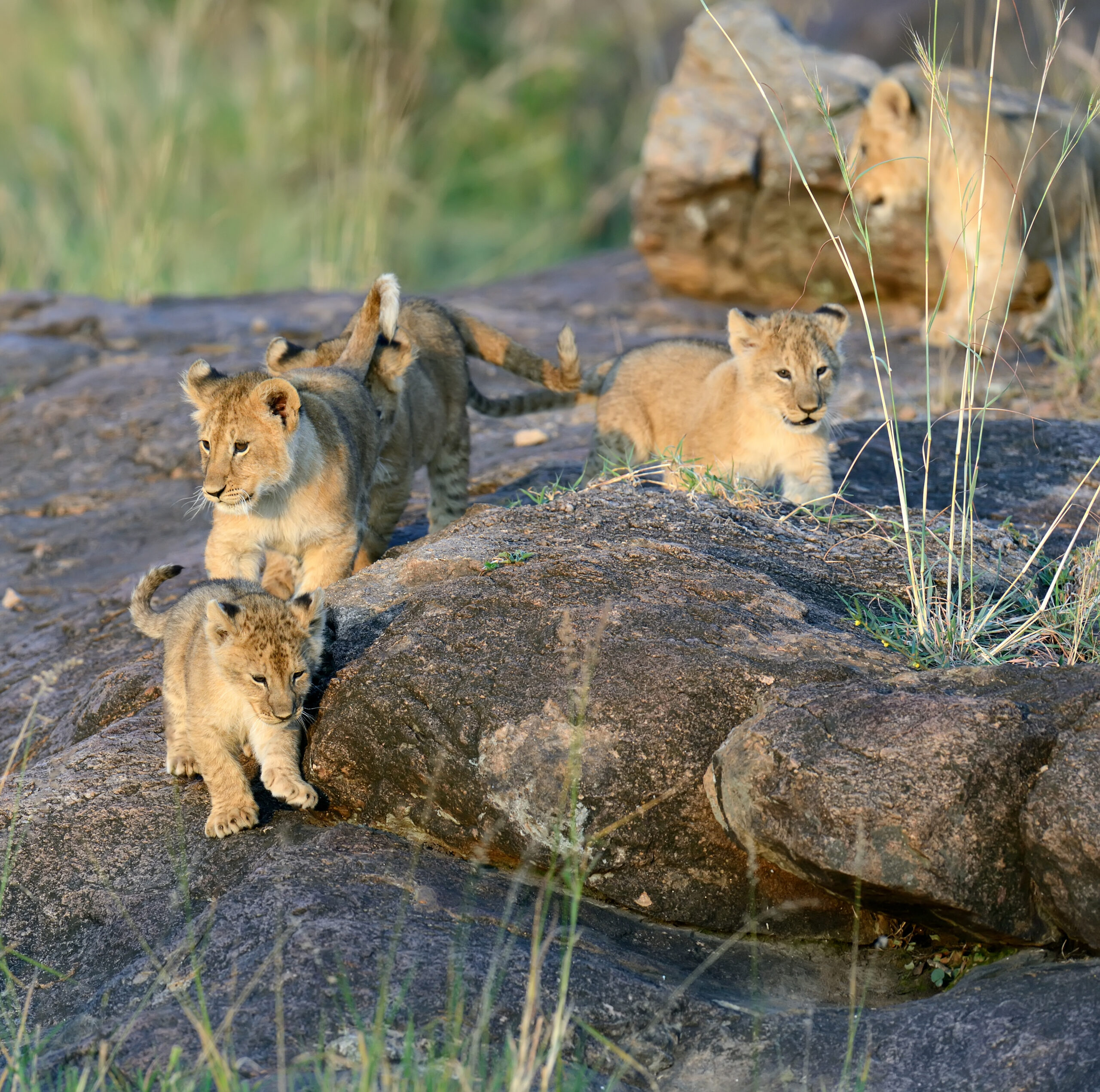 Top Ruaha Safari Company