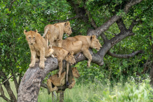 Lake Manyara safari Southern Circuit