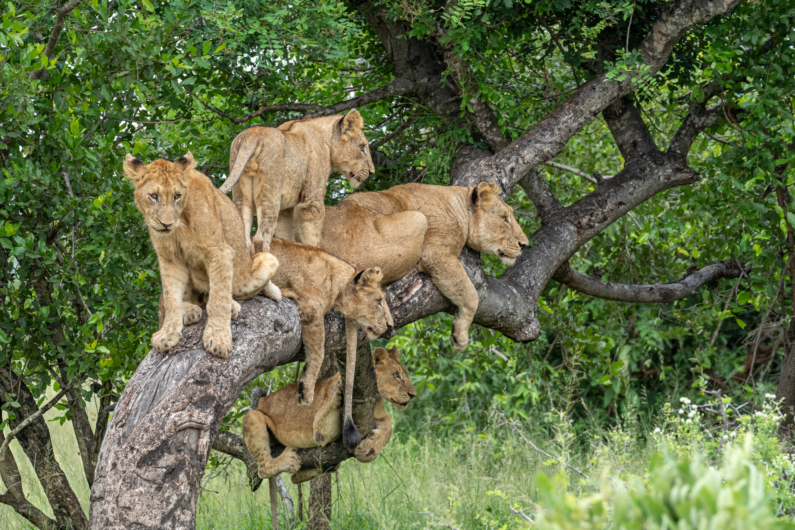 Tanzania safari Lake Manyara adventure
