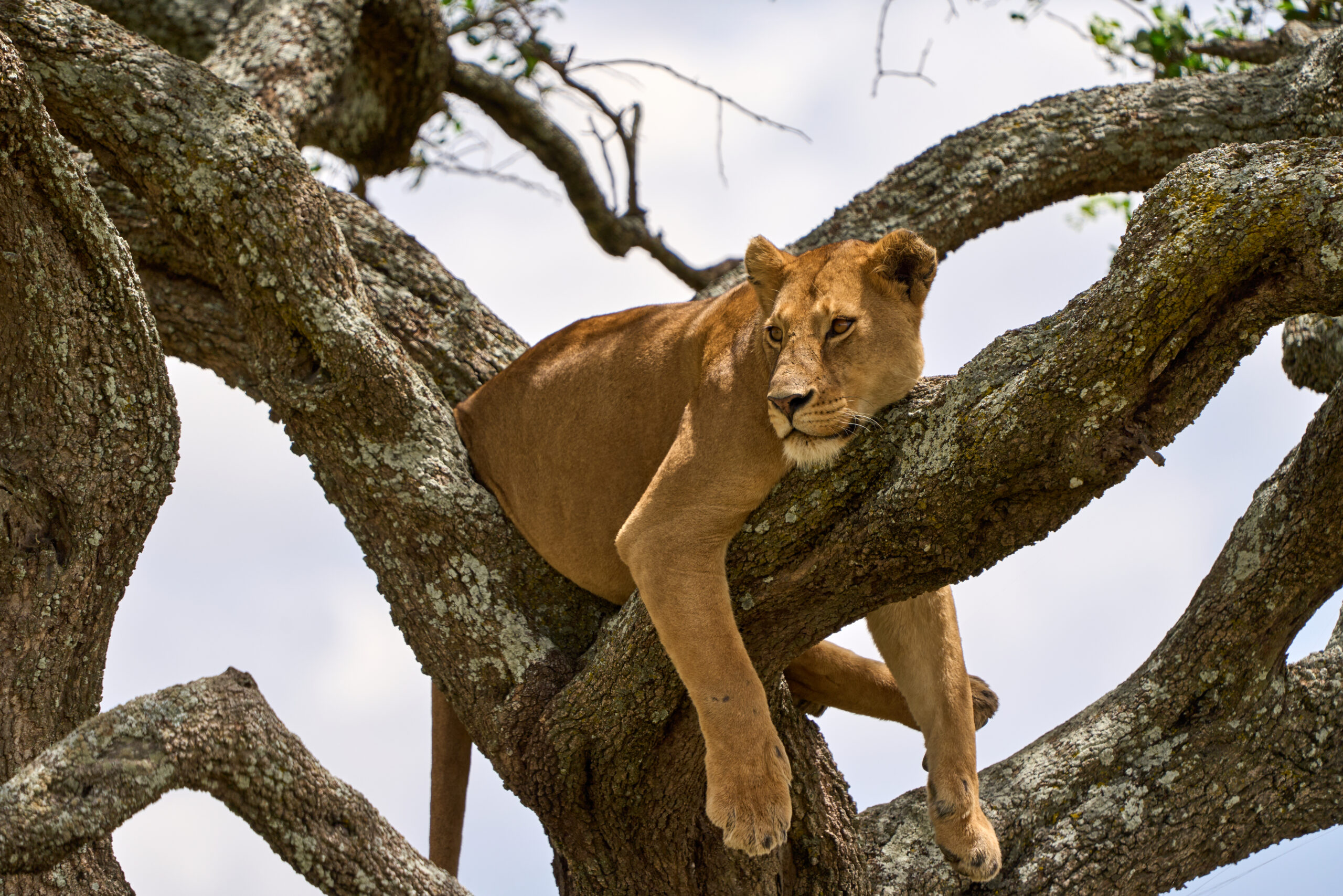 all inclusive Lake Manyara safari tours